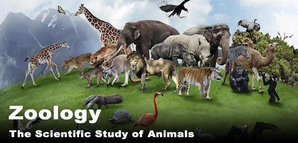 Zoology department